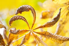 La belle châtaigne laisse à saison d'automne la scène colorée abstraite florale Le brun vieillissant sec de branche d'arbre part Photographie stock La belle châtaigne laisse à saison d'automne la scène colorée abstraite florale Le brun vieillissant sec de branche d'arbre part Photographie stock