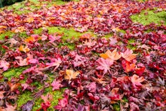 La belle couleur d'automne du Japon les feuilles japonaises d'érable rouge tombent sur le fond d'herbe verte Image stock La belle couleur d'automne du Japon les feuilles japonaises d'érable rouge tombent sur le fond d'herbe verte Image stock