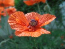 La belle fleur orange de pavot avec une boîte de graines et les stamens se ferment photographie stock La belle fleur orange de pavot avec une boîte de graines et les stamens se ferment photographie stock
