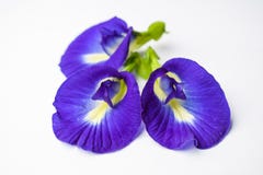 La belle fleur pourpre, se ferment vers le haut du papillon Pea Flower sur le fond blanc photographie stock La belle fleur pourpre, se ferment vers le haut du papillon Pea Flower sur le fond blanc photographie stock