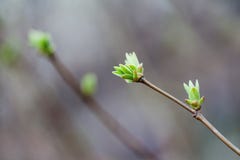 La belle usine de nature avec le jeune vert frais part Printemps dans le paysage de parc profondeur de macro vue de champ Photos libres de droits La belle usine de nature avec le jeune vert frais part Printemps dans le paysage de parc profondeur de macro vue de champ Photos libres de droits