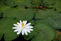 la belleza de las flores de loto en una ma?ana soleada, en una corriente del agua en Banjarmasin, Kalimantan del sur Indonesia fotos de archivo la belleza de las flores de loto en una ma?ana soleada, en una corriente del agua en Banjarmasin, Kalimantan del sur Indonesia fotos de archivo