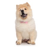 La bouffe de bouffe désireuse portant le bowtie rose se repose et recherche photo stock La bouffe de bouffe désireuse portant le bowtie rose se repose et recherche photo stock