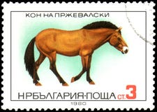 LA BULGARIA - CIRCA 1980: un bollo, stampato in Bulgaria, mostra un cavallo del ` s di Przewalski royalty illustrazione gratis LA BULGARIA - CIRCA 1980: un bollo, stampato in Bulgaria, mostra un cavallo del ` s di Przewalski royalty illustrazione gratis
