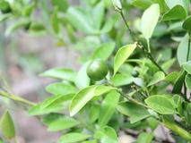 La calce chiave, succo di cedro Limone immagini stock La calce chiave, succo di cedro Limone immagini stock