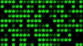 La canapa lascia nel verde nel fondo nero La canapa lascia nel verde nel fondo nero