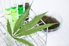 La cannabis droga, l'analisi della cannabis in laboratorio immagine stock libera da diritti La cannabis droga, l'analisi della cannabis in laboratorio immagine stock libera da diritti