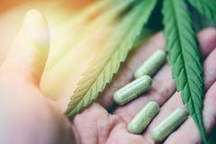 La cannabis lascia a pianta di marijuana la foglia disponibila della canapa della capsula per il fuoco selettivo naturale di sani fotografia stock libera da diritti La cannabis lascia a pianta di marijuana la foglia disponibila della canapa della capsula per il fuoco selettivo naturale di sani fotografia stock libera da diritti