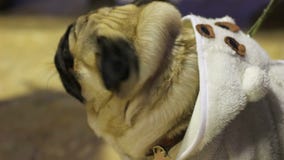La cara arrugada del barro amasado del cervatillo que lleva la capa caliente linda que camina en el correo, perro cría almacen de metraje de vídeo La cara arrugada del barro amasado del cervatillo que lleva la capa caliente linda que camina en el correo, perro cría almacen de metraje de vídeo