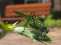 La cavalletta ha atterrato su un germoglio di fiore immagini stock libere da diritti La cavalletta ha atterrato su un germoglio di fiore immagini stock libere da diritti