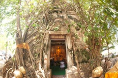 La chiesa ha dissimulato le radici, Tailandia. fotografia stock La chiesa ha dissimulato le radici, Tailandia. fotografia stock