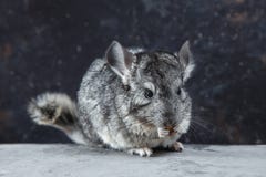 La chinchilla gris es que le sienta y de mirada Animal lindo y animal doméstico adorable Criatura mullida que le ama fotografía de archivo La chinchilla gris es que le sienta y de mirada Animal lindo y animal doméstico adorable Criatura mullida que le ama fotografía de archivo