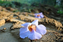 La chute de fleurs à la terre image stock La chute de fleurs à la terre image stock