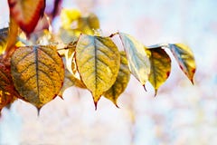 La chute rouge jaune colorée d'automne part sur des branches d'arbre, automne Photo stock La chute rouge jaune colorée d'automne part sur des branches d'arbre, automne Photo stock