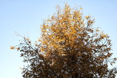 La cime d'arbre avec le jaune d'automne part contre le ciel bleu image stock La cime d'arbre avec le jaune d'automne part contre le ciel bleu image stock