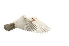 La colomba bianca vola con il vento isolato su bianco fotografie stock libere da diritti La colomba bianca vola con il vento isolato su bianco fotografie stock libere da diritti