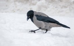 La corneille de Grey Hooded se repose sur la neige dure en hiver photo stock La corneille de Grey Hooded se repose sur la neige dure en hiver photo stock