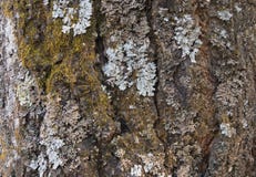 La corteccia di vecchio albero coperto di muschio e di licheni come struttura fotografia stock libera da diritti La corteccia di vecchio albero coperto di muschio e di licheni come struttura fotografia stock libera da diritti