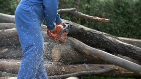 La coupure par le bois sur la pile du mouvement lent d'identifiez-vous tombent vers le bas La coupure par le bois sur la pile du mouvement lent d'identifiez-vous tombent vers le bas