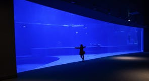 La donna da solo ammira un grande acquario fotografia stock La donna da solo ammira un grande acquario fotografia stock