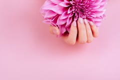 La donna ha foggiato a coppa le mani con il manicure rosa tenendo i fiori fotografie stock libere da diritti La donna ha foggiato a coppa le mani con il manicure rosa tenendo i fiori fotografie stock libere da diritti
