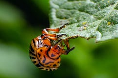 La dorifora della patata mangia le foglie verdi della patata fotografie stock La dorifora della patata mangia le foglie verdi della patata fotografie stock