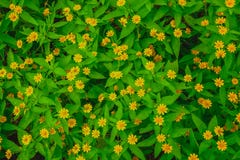 La endecha plana de la visión superior de poca flor amarilla las hojas dailsy y verdes de Singapur de la margarita texturizó fotografía de archivo libre de regalías La endecha plana de la visión superior de poca flor amarilla las hojas dailsy y verdes de Singapur de la margarita texturizó fotografía de archivo libre de regalías