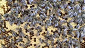 La estructura abstracta del hexágono es panal de la colmena de la abeja llenada de la miel de oro almacen de video La estructura abstracta del hexágono es panal de la colmena de la abeja llenada de la miel de oro almacen de video