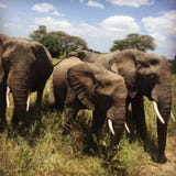 La familia de los elefantes en Tanzania catched apenas al lado de nosotros fotografía de archivo libre de regalías La familia de los elefantes en Tanzania catched apenas al lado de nosotros fotografía de archivo libre de regalías