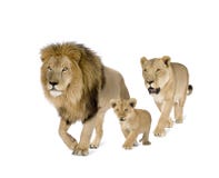 La famille du lion La famille du lion
