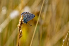 La farfalla blu comune Polyommatus Icaro si è appollaiata su un g dorato fotografie stock La farfalla blu comune Polyommatus Icaro si è appollaiata su un g dorato fotografie stock