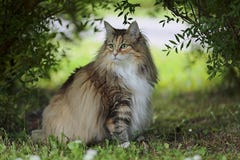 La femelle norvégienne de chat de forêt s'assied sous les buissons Image libre de droits La femelle norvégienne de chat de forêt s'assied sous les buissons Image libre de droits