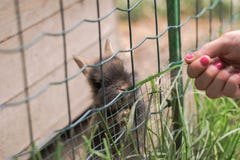 La fille alimente de petits lapins mignons dans le zoo image stock La fille alimente de petits lapins mignons dans le zoo image stock