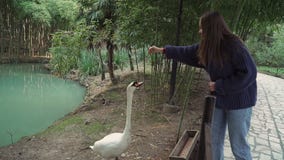 La fille dans le chandail alimente à un beau throuhg blanc de cygne la barrière clips vidéos La fille dans le chandail alimente à un beau throuhg blanc de cygne la barrière clips vidéos