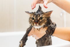 La fille lave un chat pelucheux dans un bain blanc photographie stock libre de droits La fille lave un chat pelucheux dans un bain blanc photographie stock libre de droits