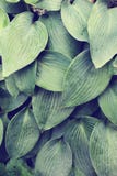 La fin du hosta texturisé de vert bleu part images libres de droits La fin du hosta texturisé de vert bleu part images libres de droits