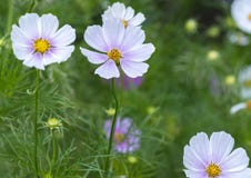 La fin vers le haut des fleurs de bipinnatus de cosmos brillent dans le jardin d'agrément Images stock La fin vers le haut des fleurs de bipinnatus de cosmos brillent dans le jardin d'agrément Images stock