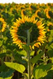 La fine sbocciante del girasole su contro il sole fotografia stock La fine sbocciante del girasole su contro il sole fotografia stock