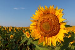 La fine sbocciante del girasole su contro lo sfondo del campo fotografia stock La fine sbocciante del girasole su contro lo sfondo del campo fotografia stock