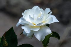 La fine soleggiata su di singolo floribunda bianco di atto della classe è aumentato testa fotografia stock libera da diritti La fine soleggiata su di singolo floribunda bianco di atto della classe è aumentato testa fotografia stock libera da diritti