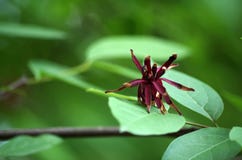 La fleur aiment une araignée images libres de droits La fleur aiment une araignée images libres de droits