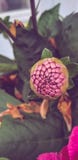 La fleur de floraison s'est levée rose images stock La fleur de floraison s'est levée rose images stock