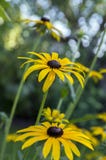 La fleur de jaune de hirta de Rudbeckia avec le centre brun noir en fleur, noircissent susan observée dans le jardin Photographie stock libre de droits La fleur de jaune de hirta de Rudbeckia avec le centre brun noir en fleur, noircissent susan observée dans le jardin Photographie stock libre de droits