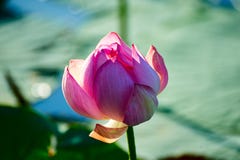La fleur de lotus sur les feuilles Photo libre de droits La fleur de lotus sur les feuilles Photo libre de droits