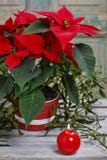 La fleur de poinsettia (pulcherrima d'euphorbe) Photographie stock libre de droits La fleur de poinsettia (pulcherrima d'euphorbe) Photographie stock libre de droits