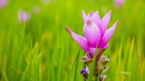 La fleur de Siam Tulip ou les sessilis de safran des Indes fleurit dans le graden à M Photos stock La fleur de Siam Tulip ou les sessilis de safran des Indes fleurit dans le graden à M Photos stock