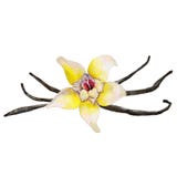 La fleur et les haricots de vanille de plan rapproché d'isolement sur le fond blanc, illustration d'aquarelle Photos libres de droits La fleur et les haricots de vanille de plan rapproché d'isolement sur le fond blanc, illustration d'aquarelle Photos libres de droits