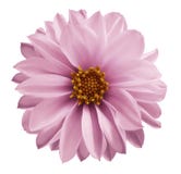 La fleur rose-clair de dahlia sur un blanc a isolé le fond avec le chemin de coupure Plan rapproché aucune ombres Fleur de jardin Photographie stock La fleur rose-clair de dahlia sur un blanc a isolé le fond avec le chemin de coupure Plan rapproché aucune ombres Fleur de jardin Photographie stock