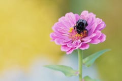 la fleur violette de dahlia avec gaffent l'abeille là-dessus photos stock la fleur violette de dahlia avec gaffent l'abeille là-dessus photos stock