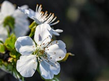 La flor anuncia venir de la primavera fotografía de archivo libre de regalías La flor anuncia venir de la primavera fotografía de archivo libre de regalías